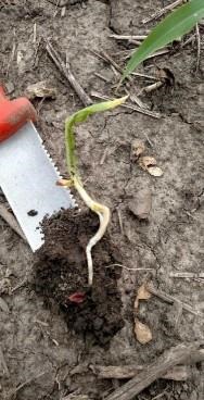 Corn Replant Decisions